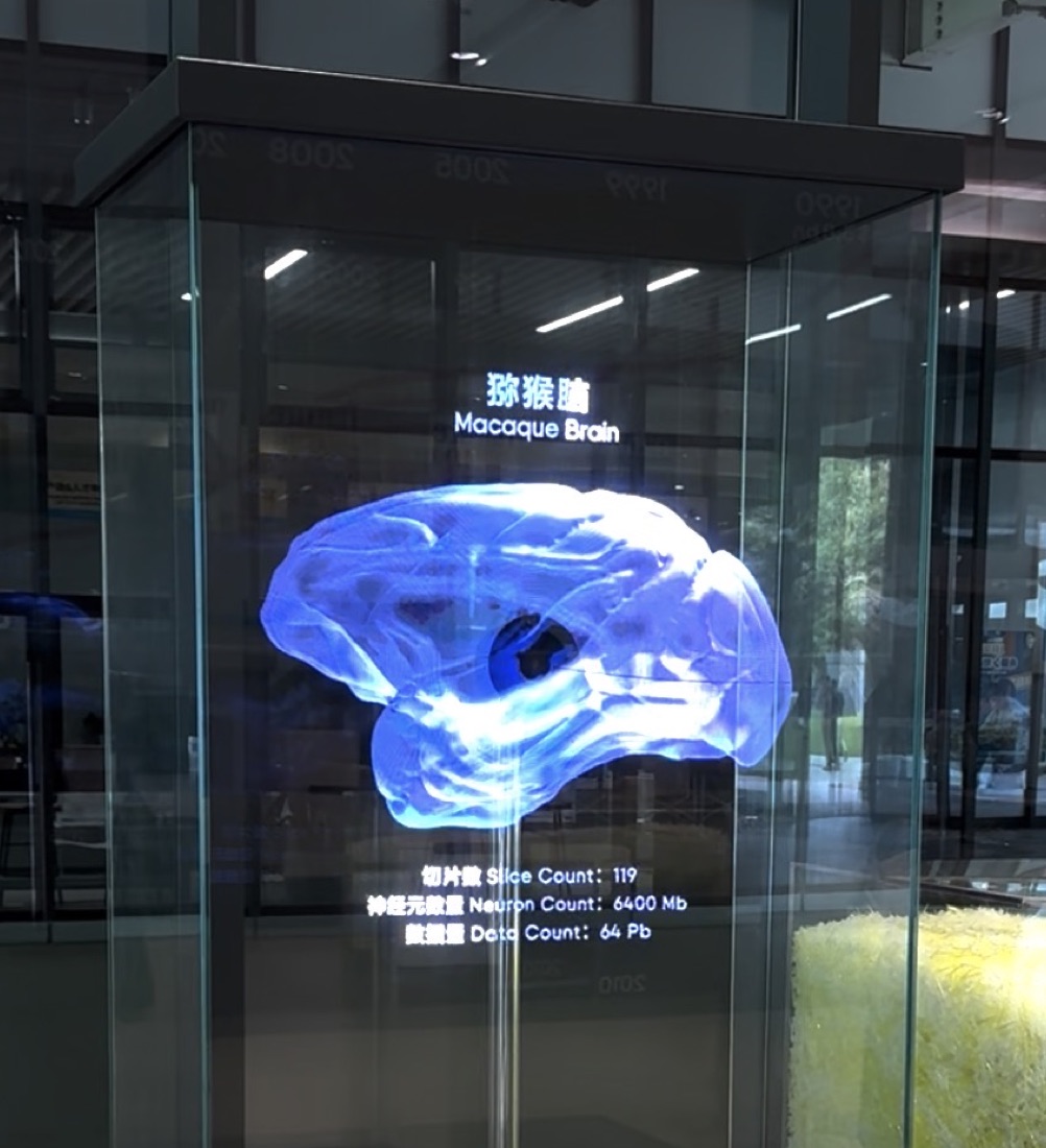 Holographic macaque brain display